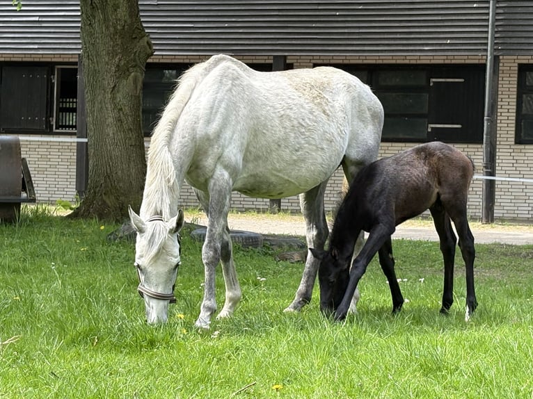 Plus de pur-sang Jument 8 Ans 163 cm Gris in Kollow