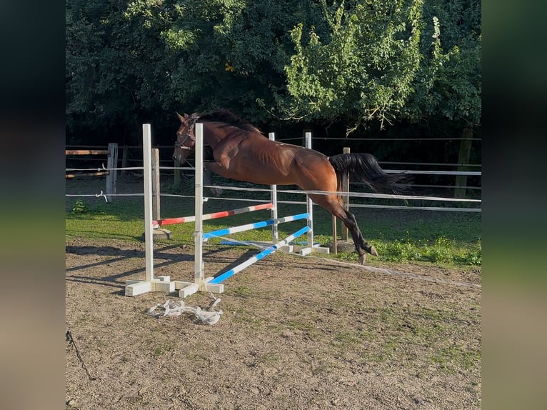 Plus de pur-sang Jument 8 Ans 164 cm Bai in Bruck an der Leitha