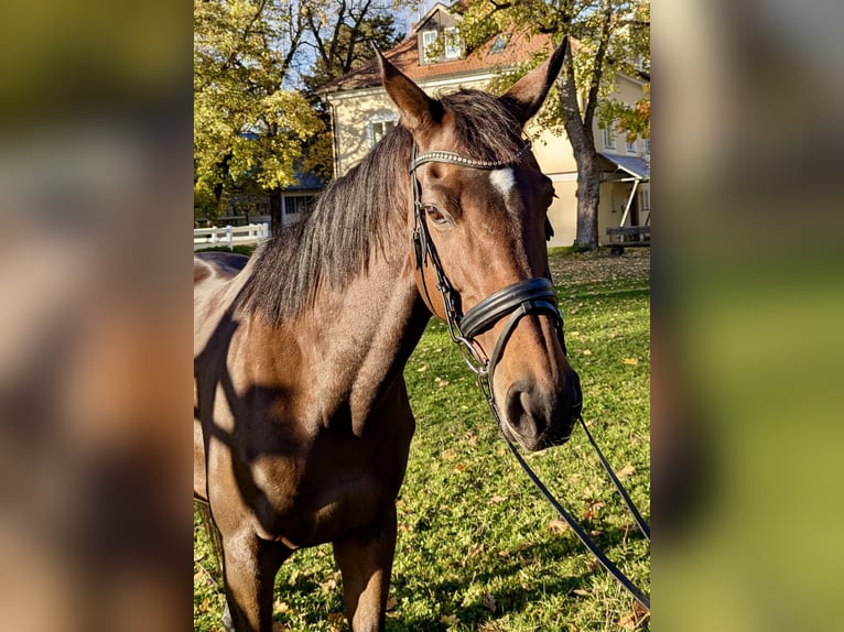 Plus de pur-sang Jument 9 Ans 167 cm Bai in Landshut