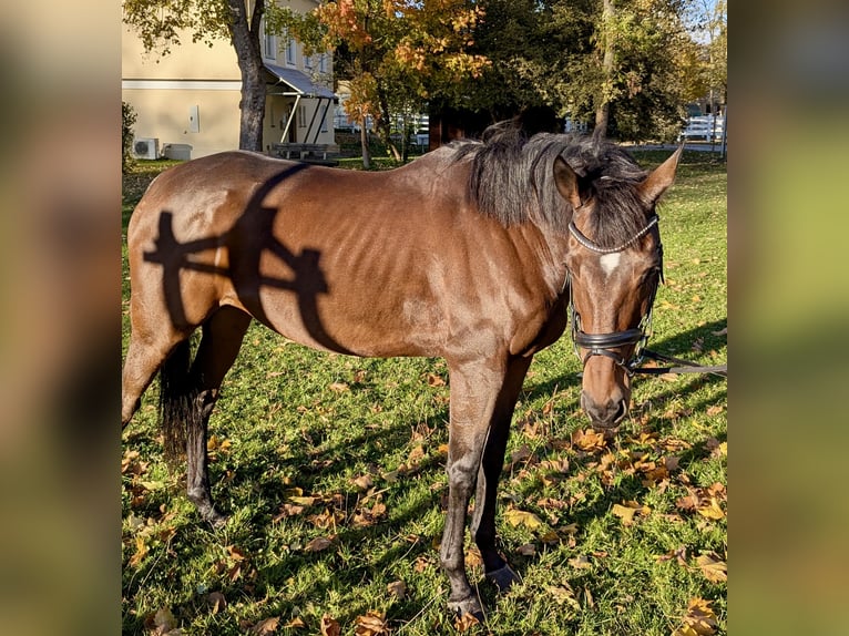 Plus de pur-sang Jument 9 Ans 167 cm Bai in Landshut