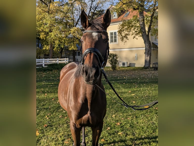 Plus de pur-sang Jument 9 Ans 167 cm Bai in Landshut