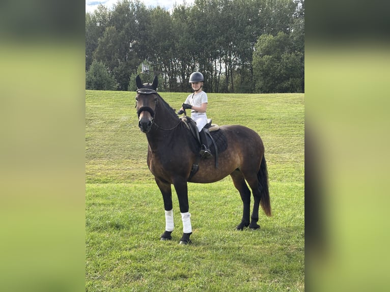 Plus de pur-sang Croisé Jument 9 Ans Bai cerise in Trakai