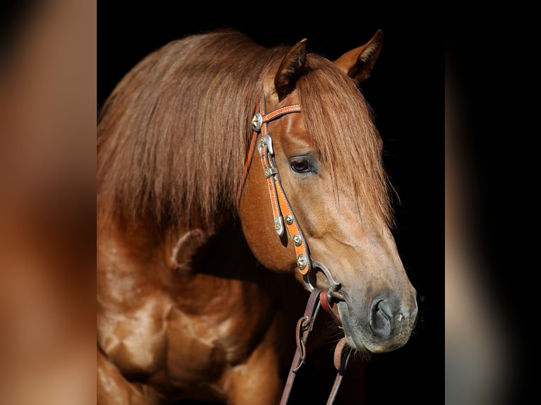 PMI ACRES BY CAT American Quarter Horse Stallion in Rottenburg am Neckar