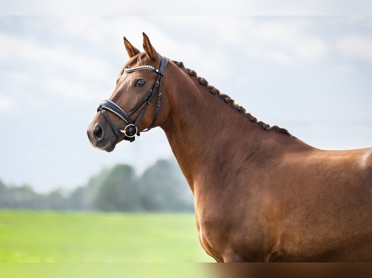PNR Caballo castrado 10 años 148 cm Alazán in Nieuwerkerk aan den IJssel