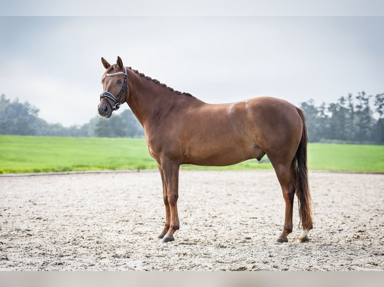 PNR Caballo castrado 10 años 148 cm Alazán in Nieuwerkerk aan den IJssel