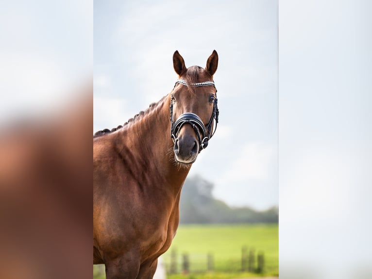 PNR Caballo castrado 10 años 148 cm Alazán in Nieuwerkerk aan den IJssel
