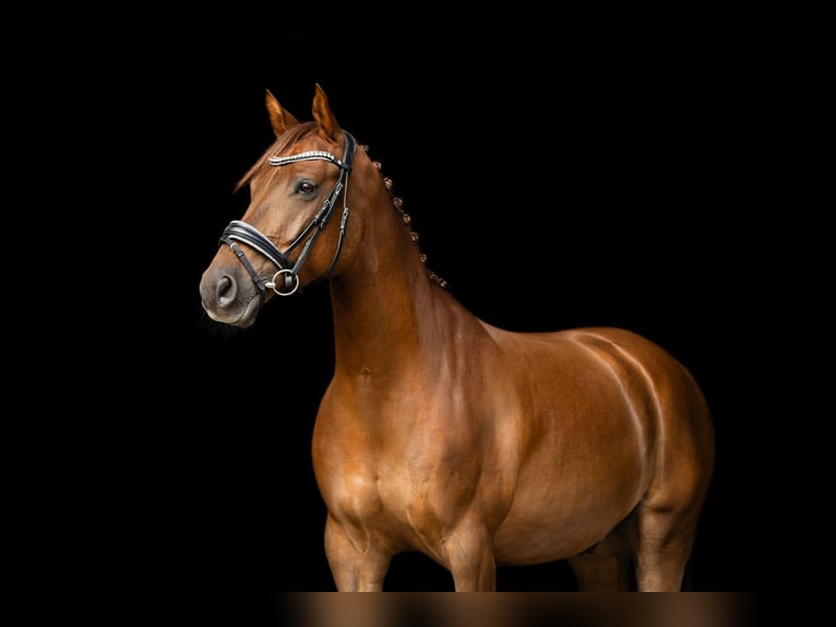 PNR Caballo castrado 10 años 148 cm Alazán in Nieuwerkerk aan den IJssel