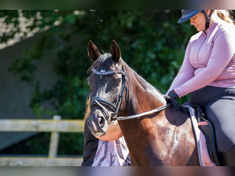 PNR Caballo castrado 10 años 148 cm Negro in Driehuizen