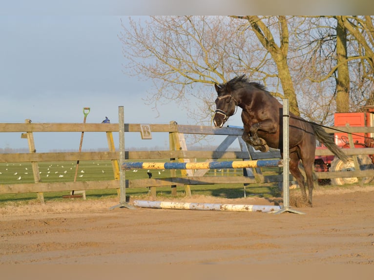 PNR Caballo castrado 10 años 148 cm Negro in Driehuizen