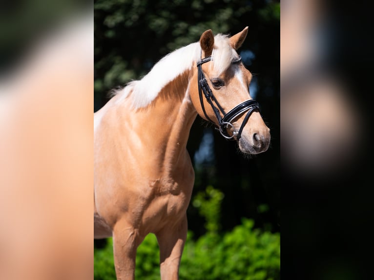 PNR Caballo castrado 10 años 148 cm Palomino in Puth