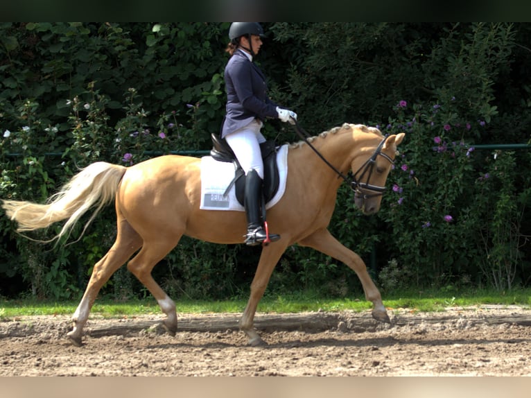 PNR Caballo castrado 10 años 148 cm Palomino in Puth