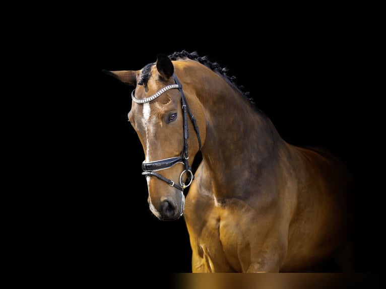 PNR Caballo castrado 10 años 185 cm Castaño in Sebaldeburen