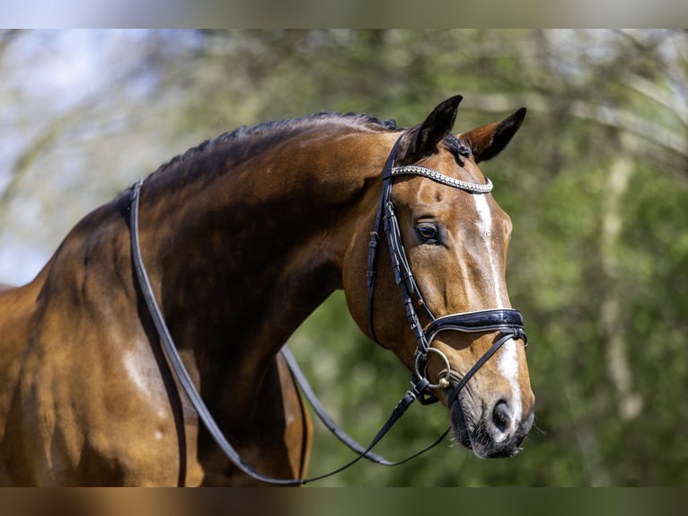 PNR Caballo castrado 10 años 185 cm Castaño in Sebaldeburen