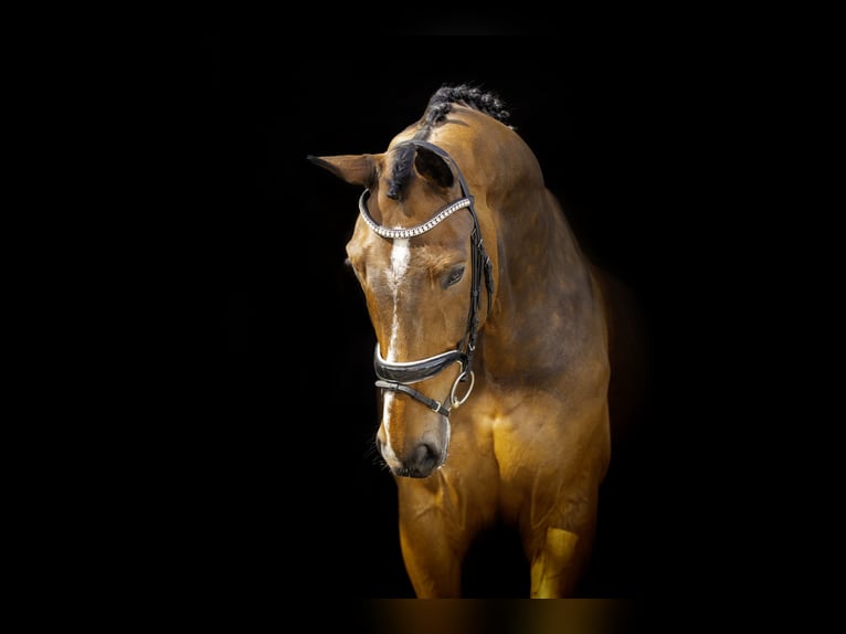 PNR Caballo castrado 10 años 185 cm Castaño in Sebaldeburen
