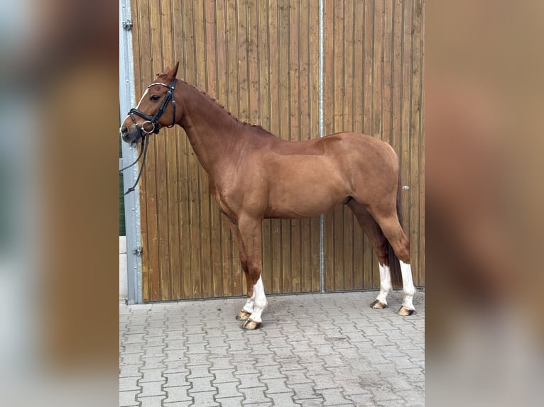 PNR Caballo castrado 12 años 148 cm Alazán in Haren