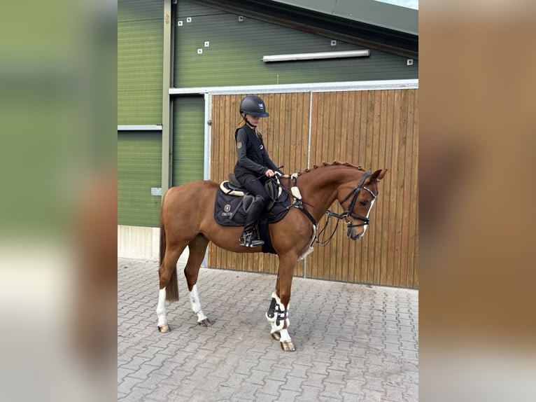 PNR Caballo castrado 12 años 148 cm Alazán in Haren
