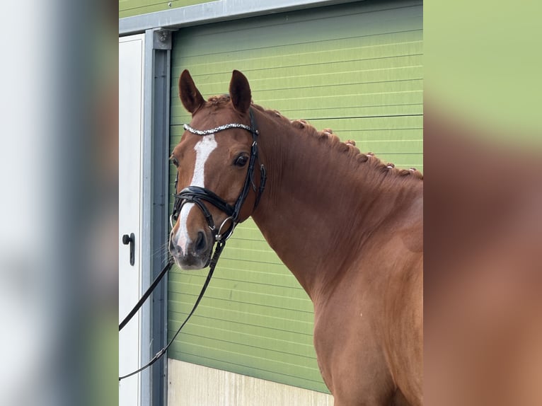 PNR Caballo castrado 12 años 148 cm Alazán in Haren