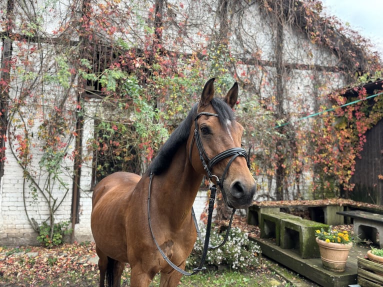 PNR Caballo castrado 12 años 148 cm Castaño in Saarbrücken