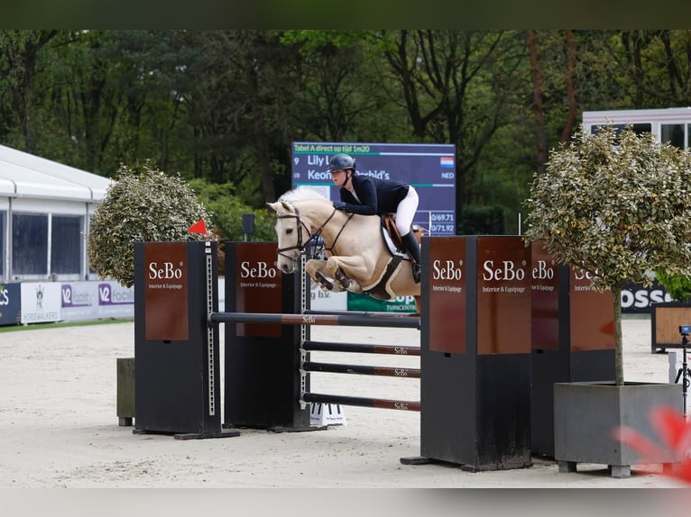 PNR Caballo castrado 12 años 148 cm Palomino in Roosendaal
