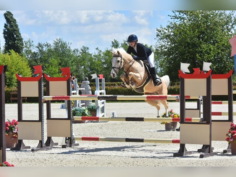 PNR Caballo castrado 12 años 148 cm Palomino in Roosendaal