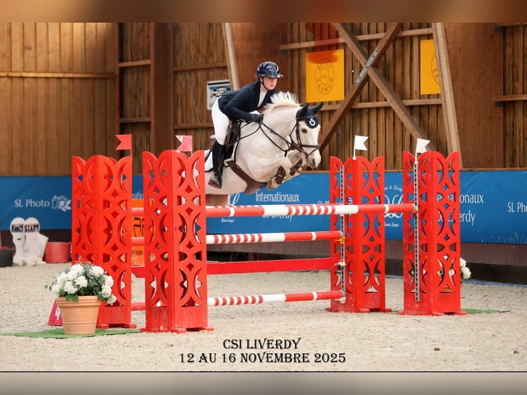 PNR Caballo castrado 12 años 148 cm Palomino in Roosendaal