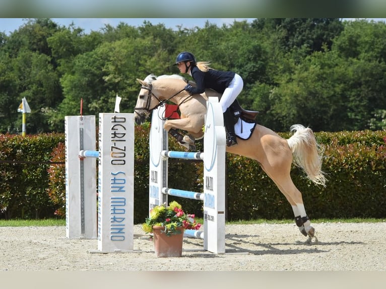 PNR Caballo castrado 12 años 148 cm Palomino in Roosendaal