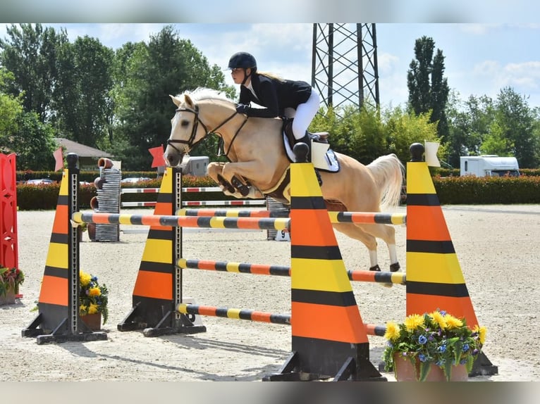 PNR Caballo castrado 12 años 148 cm Palomino in Roosendaal