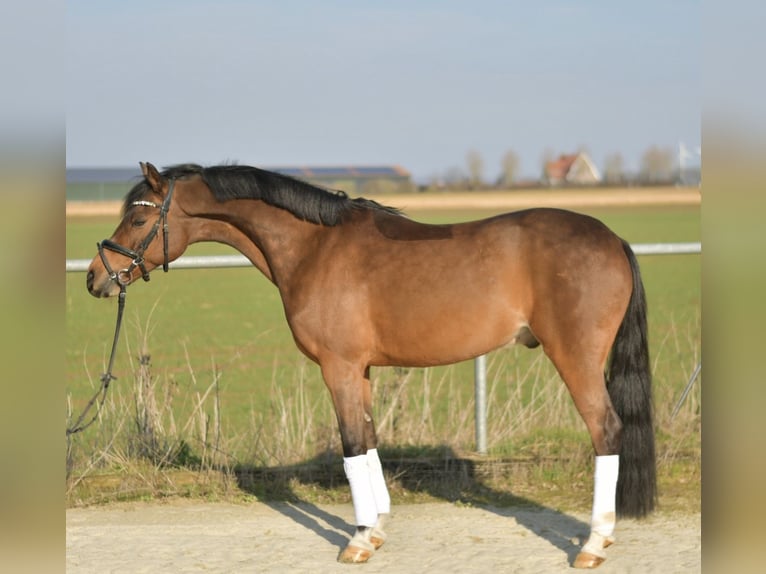 PNR Caballo castrado 13 años 144 cm Castaño in Geilenkirchen