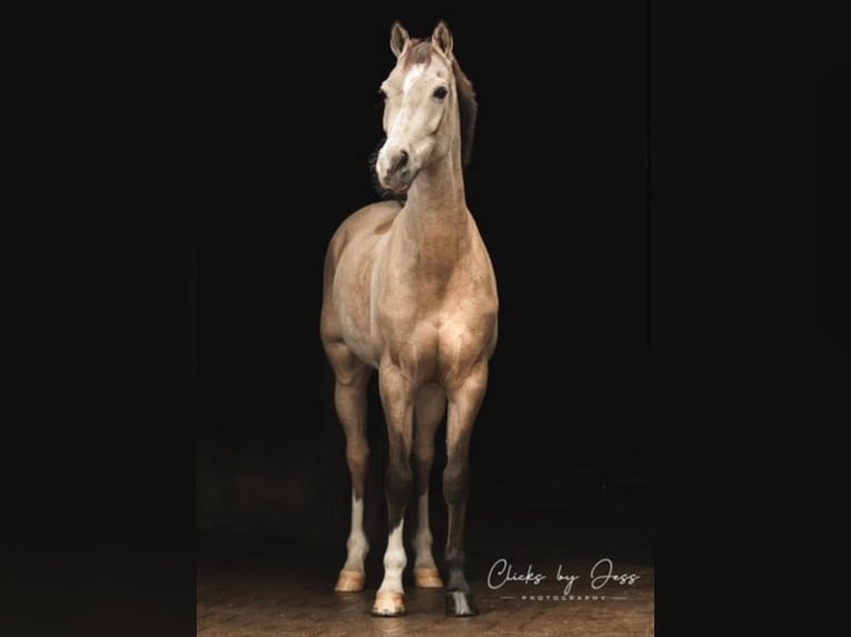 PNR Caballo castrado 13 años 148 cm Bayo in Westbeemster