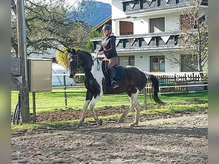 PNR Caballo castrado 13 años 160 cm Pío in Kirchbichl