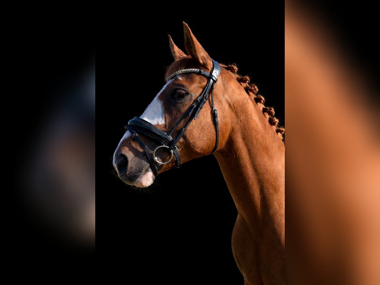 PNR Mestizo Caballo castrado 14 años 157 cm Alazán in Borchen