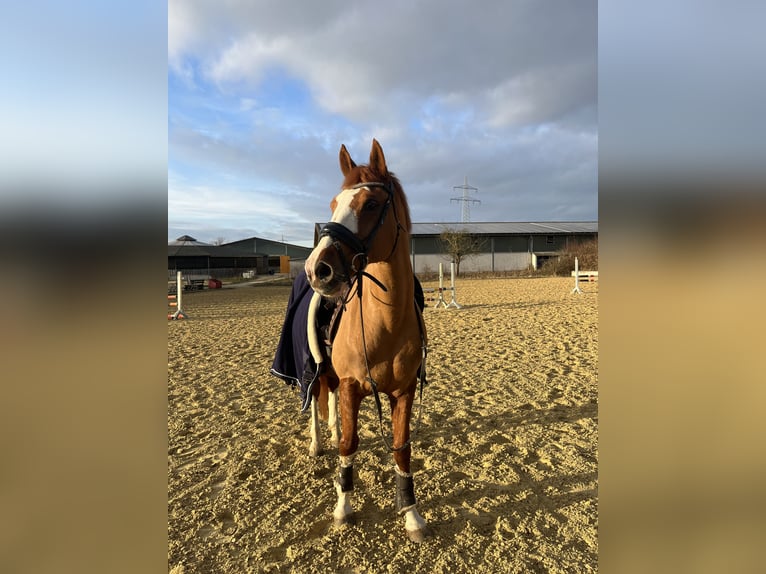 PNR Mestizo Caballo castrado 14 años 157 cm Alazán in Borchen
