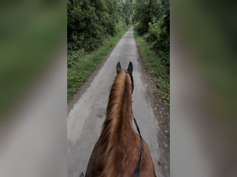 PNR Mestizo Caballo castrado 14 años 157 cm Alazán in Borchen