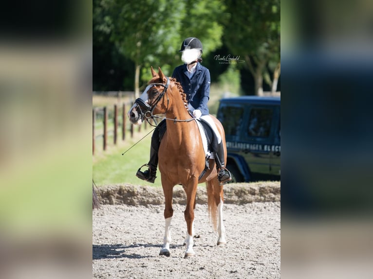 PNR Mestizo Caballo castrado 14 años 157 cm Alazán in Borchen