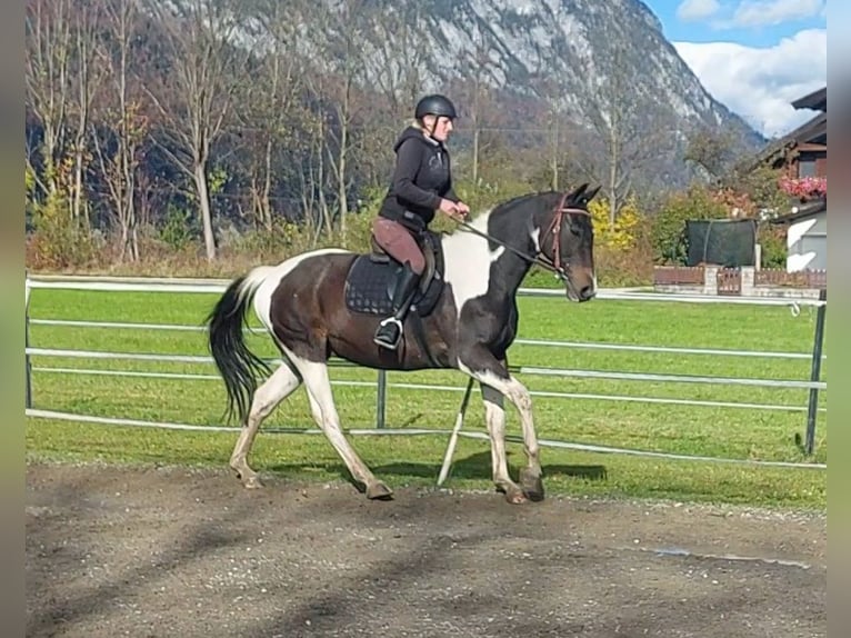 PNR Caballo castrado 14 años 160 cm Pío in Kirchbichl