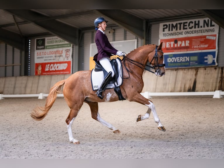 PNR Caballo castrado 14 años 168 cm Sabino in Nuland