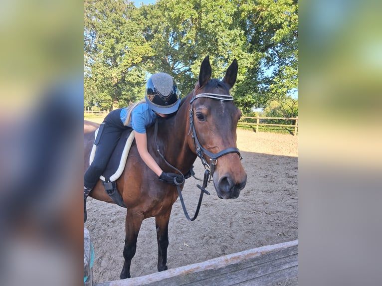 PNR Caballo castrado 18 años 144 cm Castaño in Manderveen