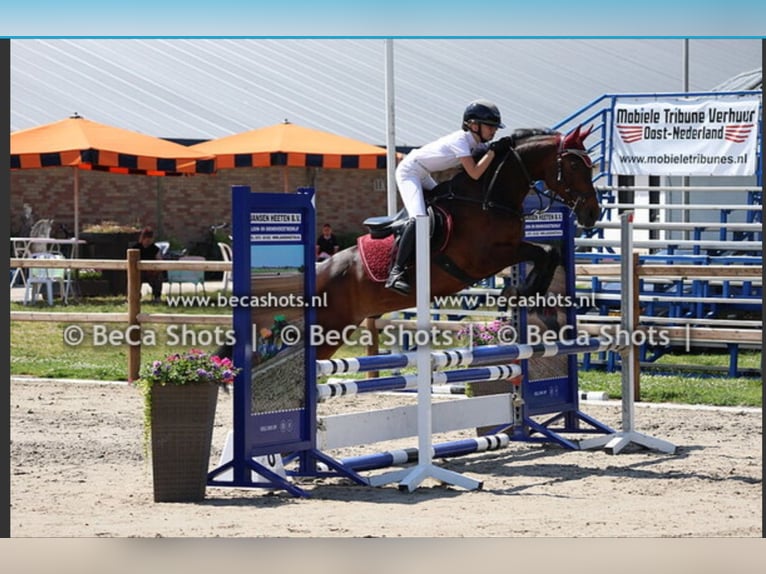 PNR Caballo castrado 18 años 144 cm Castaño in Manderveen