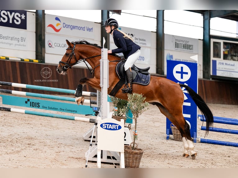 PNR Mestizo Caballo castrado 19 años 153 cm Castaño in Oosterhout