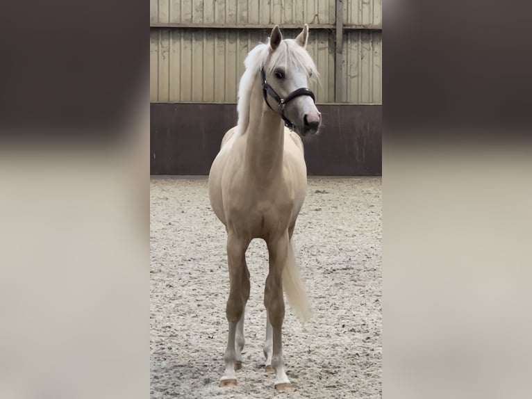 PNR Caballo castrado 2 años 141 cm Palomino in Arriën
