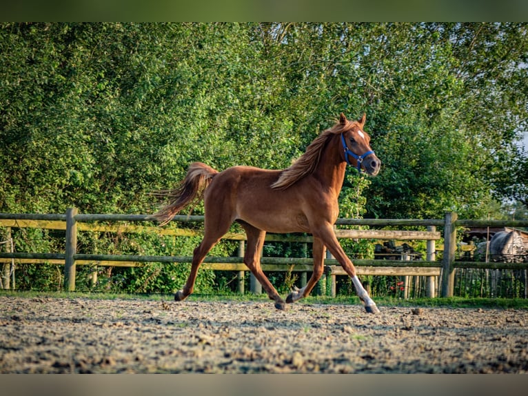 PNR Caballo castrado 2 años 142 cm Alazán rojizo in Sint-Oedenrode