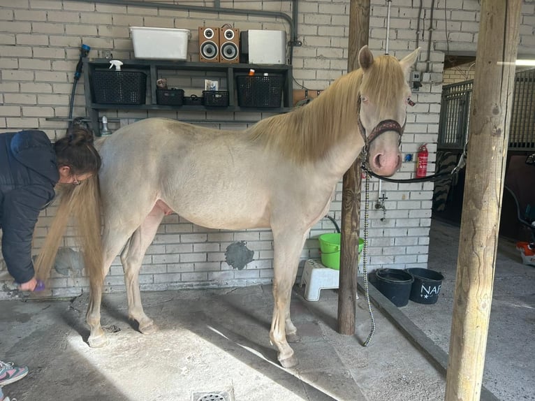 PNR Caballo castrado 2 años 142 cm Cremello in Veendam