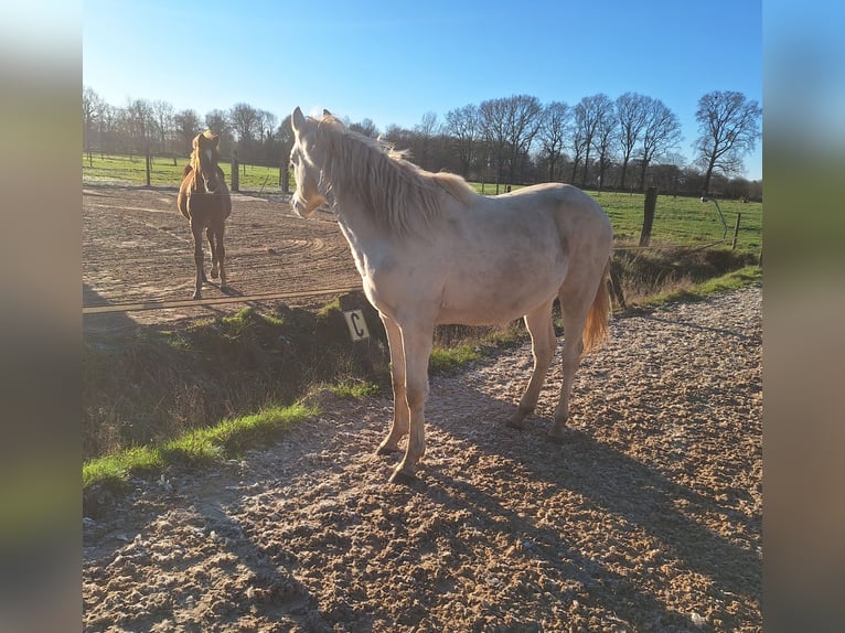 PNR Caballo castrado 2 años 150 cm Perlino in Wapse