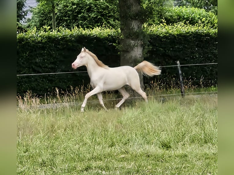 PNR Caballo castrado 2 años 150 cm Perlino in Wapse