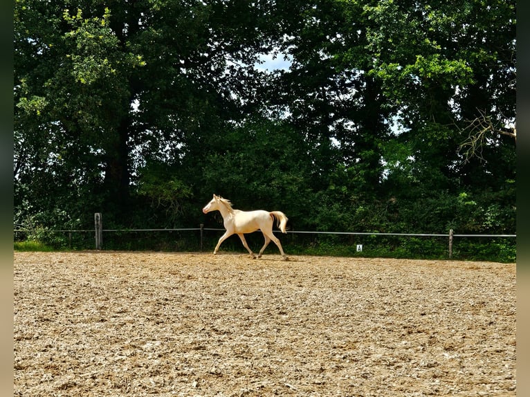 PNR Caballo castrado 2 años 150 cm Perlino in Wapse