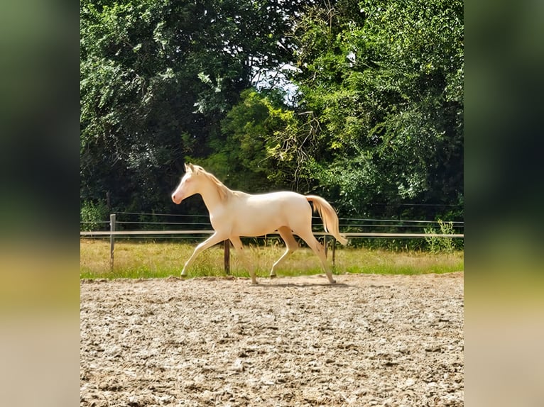 PNR Caballo castrado 2 años 150 cm Perlino in Wapse