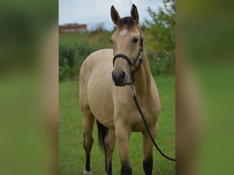 PNR Caballo castrado 2 años 157 cm in Apeldoorn