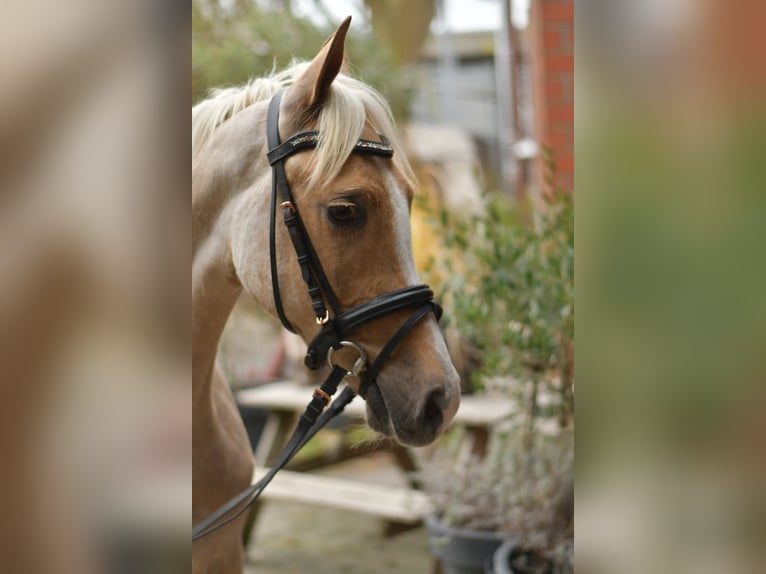 PNR Caballo castrado 3 años 142 cm Palomino in Geilenkirchen