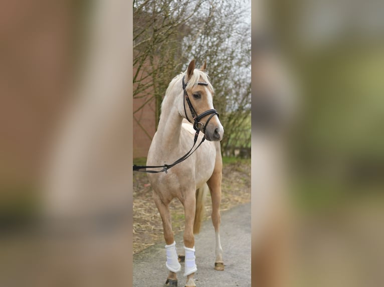 PNR Caballo castrado 3 años 142 cm Palomino in Geilenkirchen