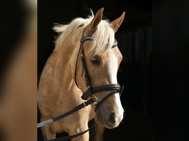 PNR Caballo castrado 3 años 142 cm Palomino in Geilenkirchen